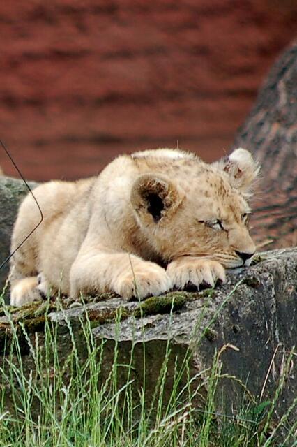 ...Leo auch