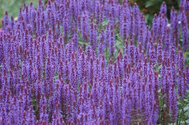 Blau, lila oder violett, das ist hier die Frage