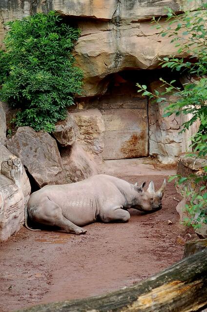 Rhino ist müde...