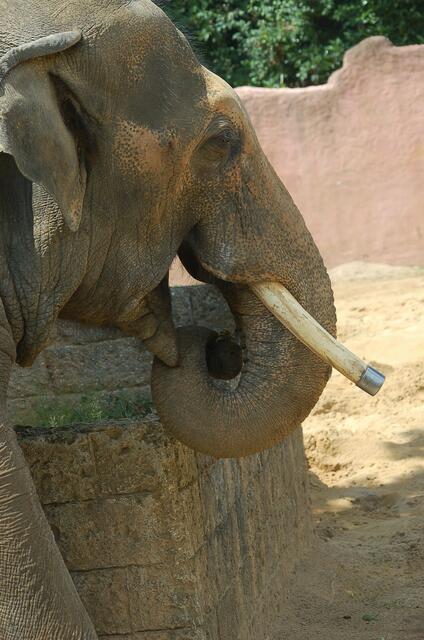 Dumbo