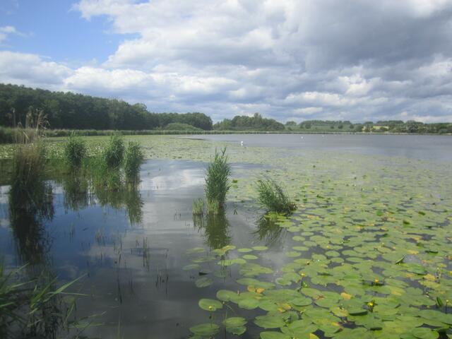 Seerosen auf dem See