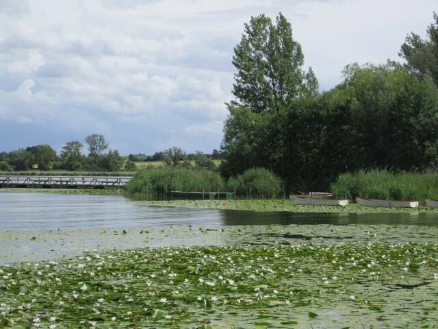 Seerosen auf dem See