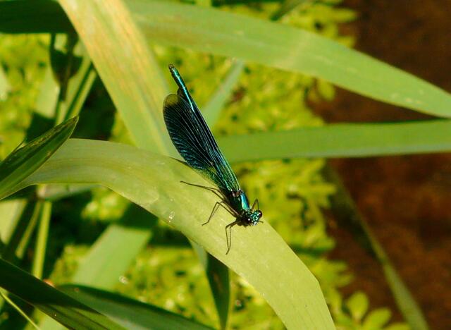 Eine "Gebänderte Prachtlibelle" (Calopteryx splendens) auf Pflanzen am Uferrand  der Wietze. Man findet sie überwiegend an fließenden Gewässern.