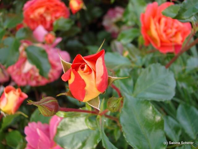 Mit allen Sinnen - Sabina im Reich der Rosendüfte