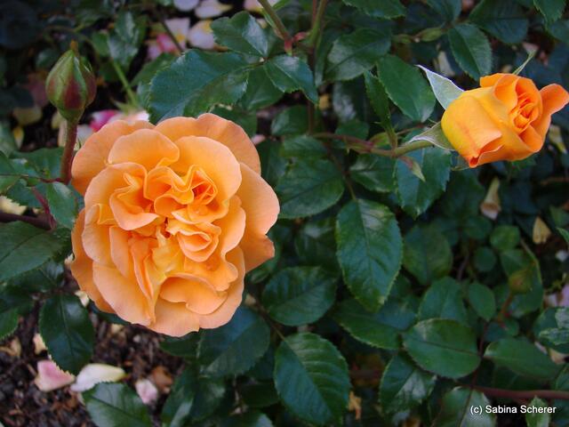 Mit allen Sinnen - Sabina im Reich der Rosendüfte