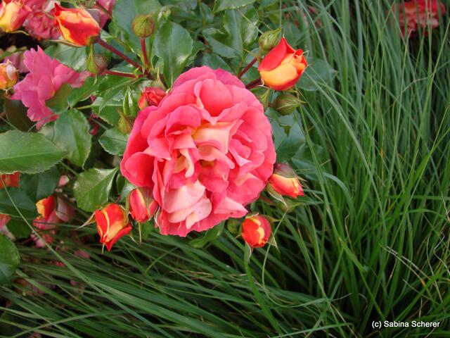 Mit allen Sinnen - Sabina im Reich der Rosendüfte