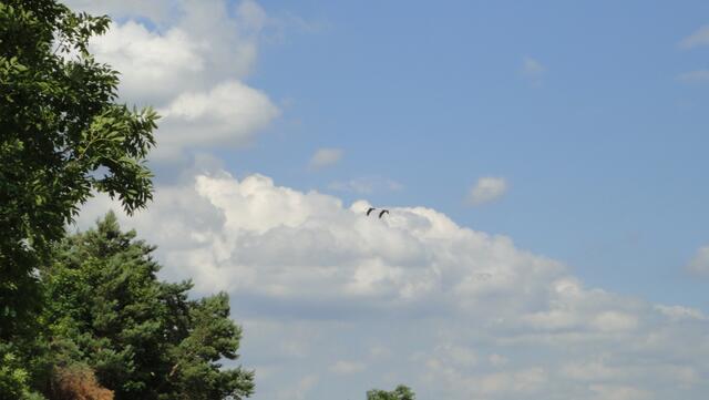 Vogelflug