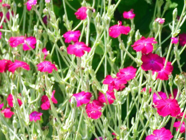 Blumen säumten den Weg