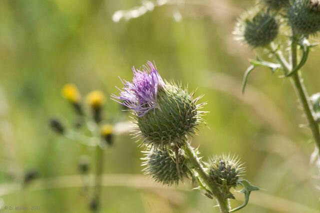 Distel