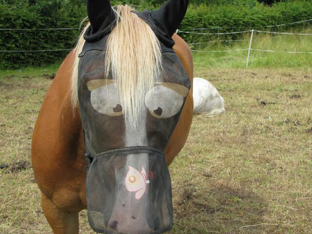 Das ist eine Fliegenbrille, das trägt Pferd heute!!