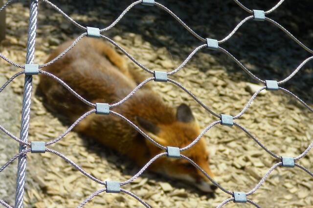 besonders von diesem Fuchs war Alena begeistert