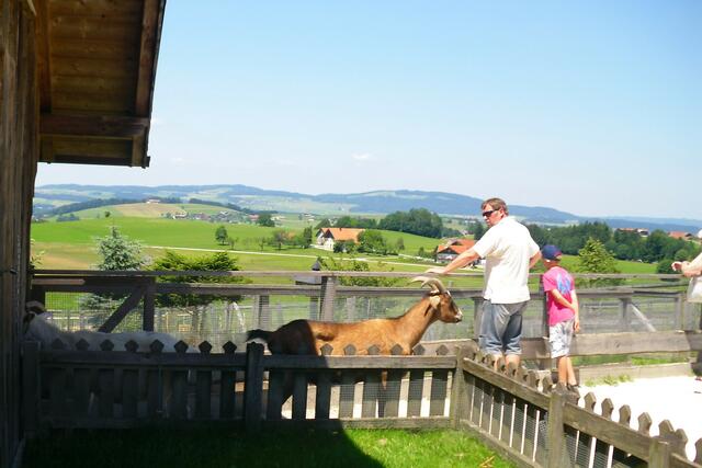 Die Hasen bekommen ebenfalls besuch von den Ziegen