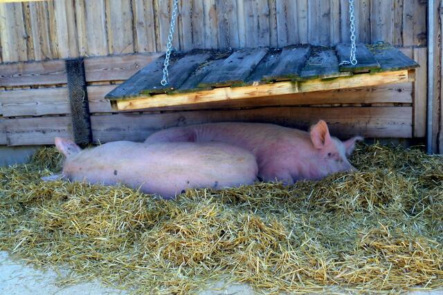 Auch Schweine können Sonnenbrand bekommen und finden hier Schatten