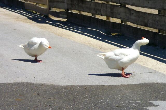 Die Gänse waren wie Zwillinge