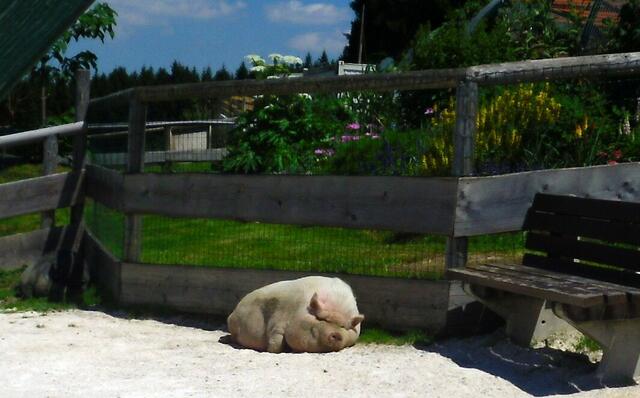 Eines der Hausminischweine. Das zweite im Hintergrund ist leider schwer zu erkennen, da es schwarz ist