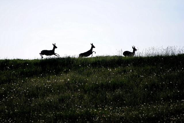 hopp,hopp,hopp Rehe lauf Galopp