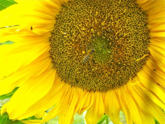 Wo bin ich? ... auf Sonnenblume