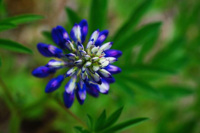Vielblättrige Lupine von oben fotografiert