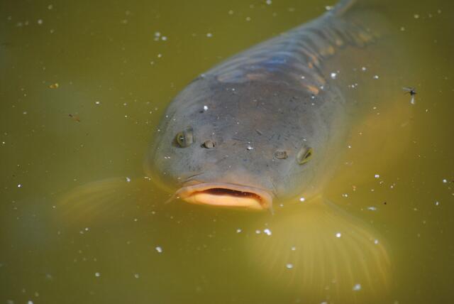 Blup Blup