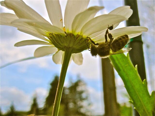oder unter Margeritenblüte
