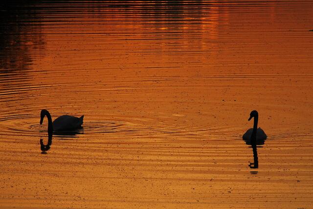 Höckerschwäne im Abendrot