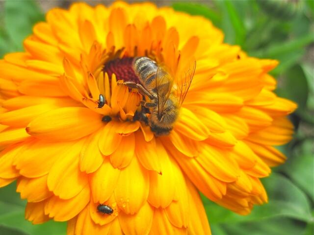 ... auf gefüllter Ringelblume
