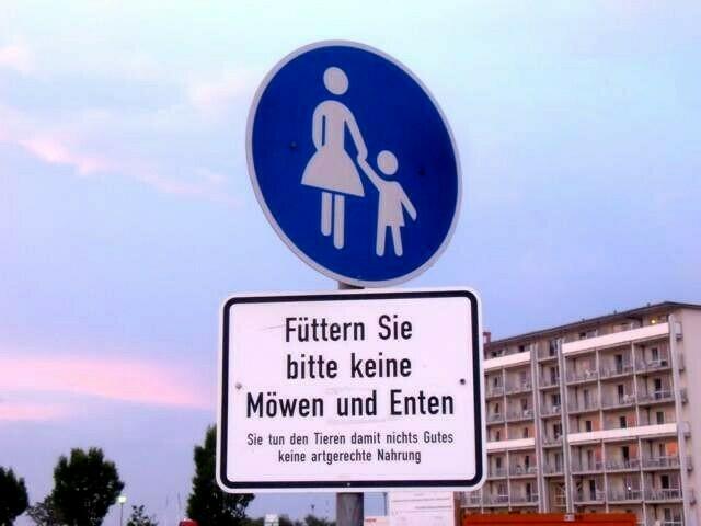 So sehen also Möwen und Enten aus!?
