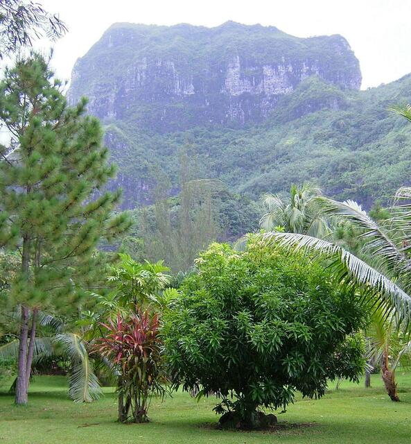GRÜNES BORA BORA