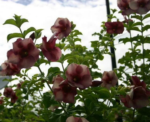 DIE BLÜTE DES PLANTAGENBAUMS IN ALTROSA
