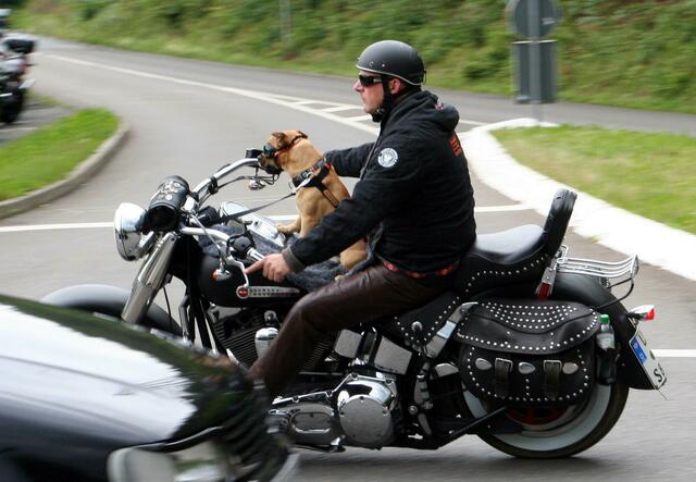 BikeDog