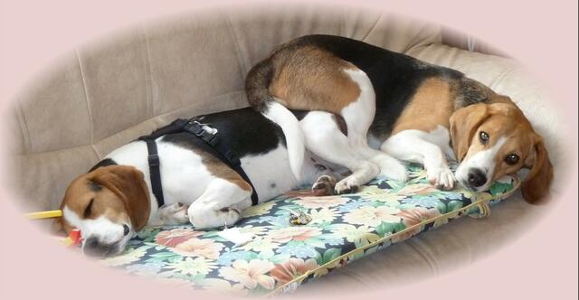 Männerfreundschaft auf dem Sofa