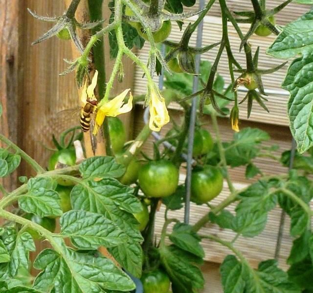 Meine Mini-Tomaten sind auch sehr beliebt - besser gesagt die Blüten!