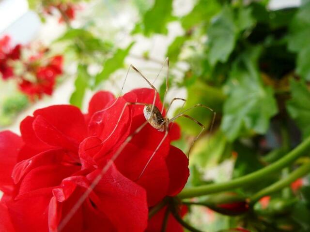 Auf der Rückseite der Blüte fühlt sich diese langbeinige Spinne wohl!