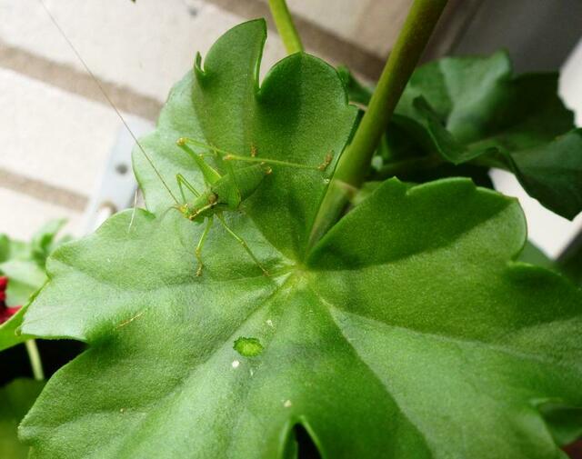 Suchbild!