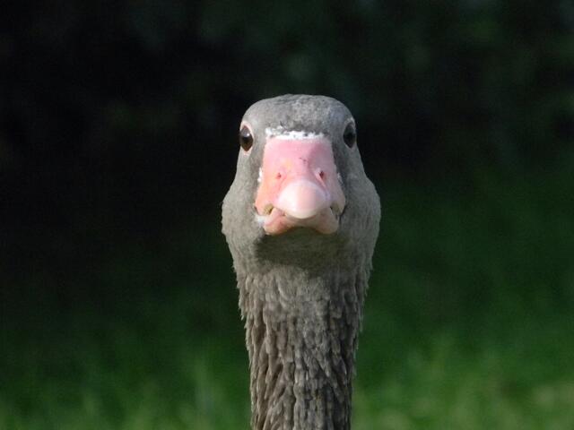 ein paar Brotkrumen???