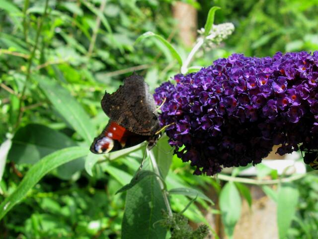 Das Tagpfauenauge bei der Nahrungsaufnahme am Sommerflieder