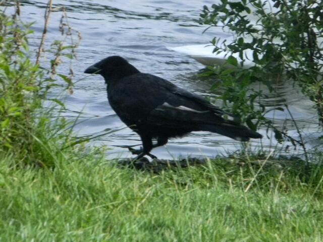 Denke mal, diesen Vogel würde man wiedererkennen, mit der weißen Feder am Flügel..