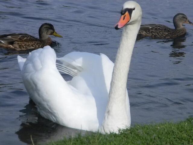 Neugierde