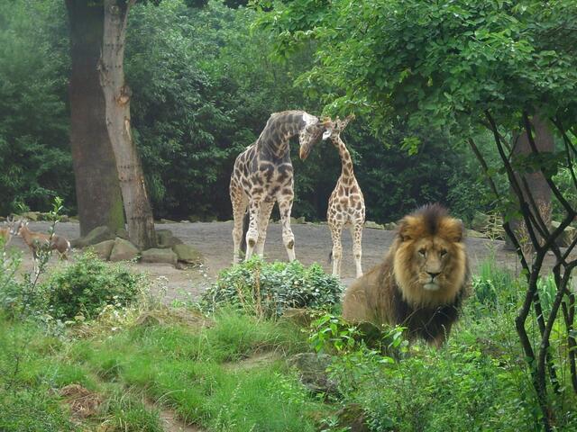 Afrika mitten in Hannover