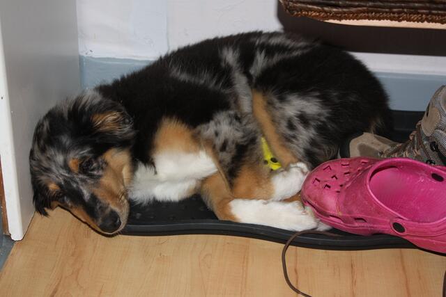 Ich glaub' mein Hund denkt, er ist ein Schuh...