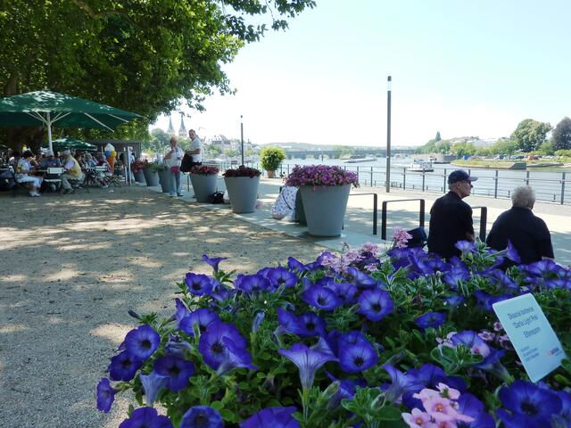 Im Schatten kann man hier am Moselufer gut essen und trinken.