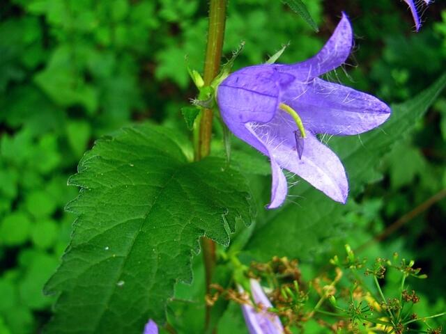 Blüte & Blatt der "Nesselblättrigen Glockenblume"(daher ihr Name!!)