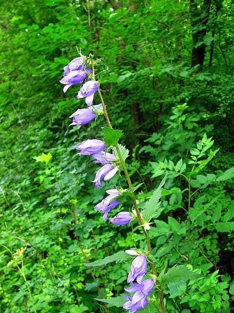 Nesselblättrige Glockenblume