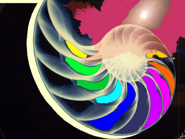 NAUTILUS: "Drehsymmetrie" - mal anders. a&s-p-malerei werner hahn. Logarithmisch ...