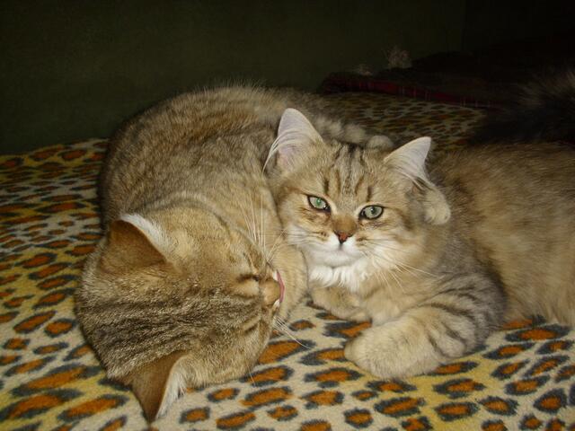 Erst mal in den Arm..Ähhh Pfote-nehmen....