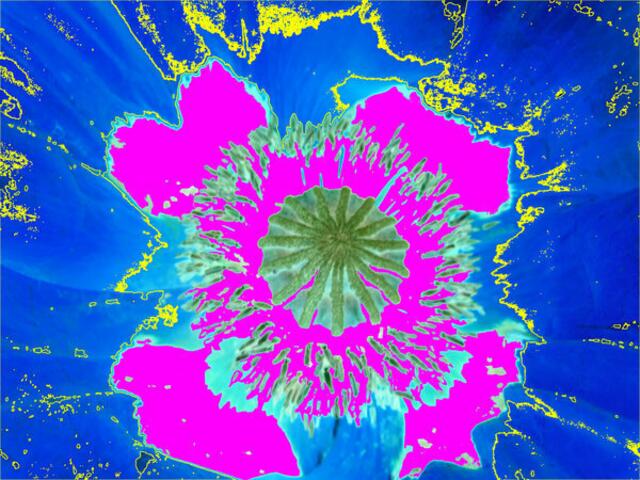 MOHN-Blüte mutiert: 4-zählige Radiärsymmetrie. werner hahn. Fotomalerei.