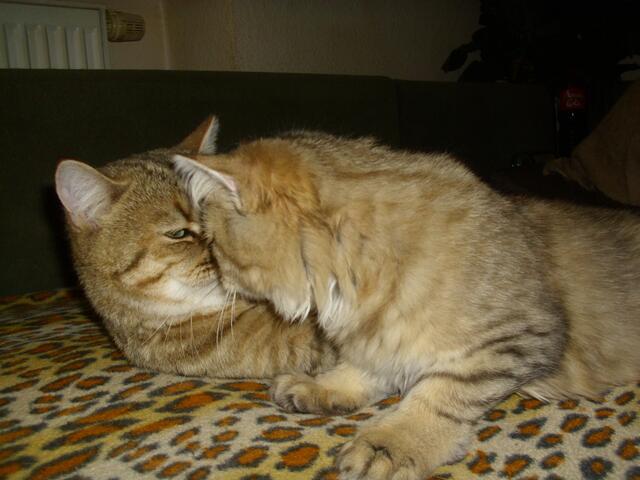 Ach ! Glaurung-DU bist ja da !