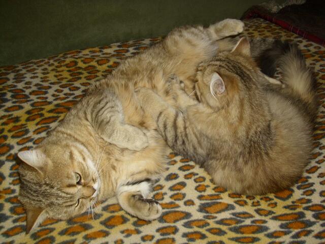 Bauchmassage ala Jamal !  ;-))