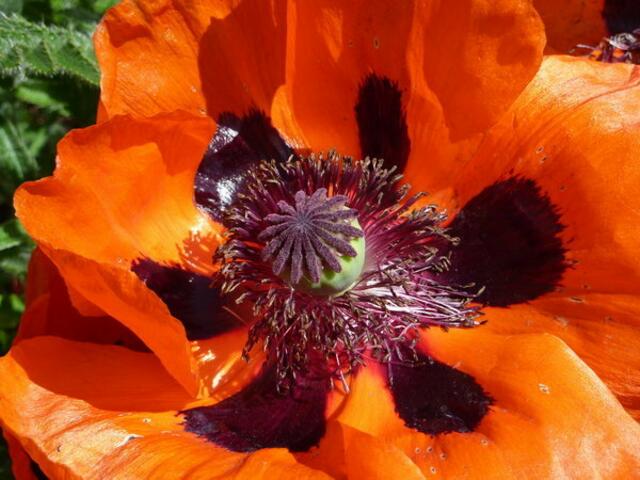 MOHN "normal" ... a&s-p-Foto. Symmetrie als 6-zählige Rotation. werner hahn.