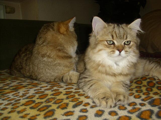 Keiner kommt zum schmusen?!